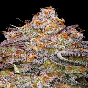 Granny Candy > Humboldt Seed Company